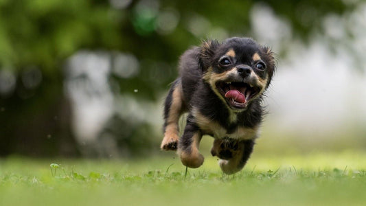 Kooky Kibble: Discount Pet Food That's Fun, Nutritious, and Eco-Friendly! - Kooky Kibble Singapore