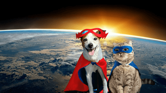 Kooky Kibble - Quirky, Quality, & Sustainable Pet Food From NZ! - Kooky Kibble Singapore
