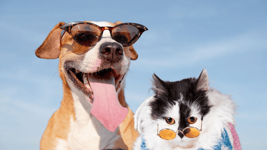 Unleash the Goodness of Kooky Kibble: A Blend of Wholesome Ingredients for Happy Pets! - Kooky Kibble Singapore