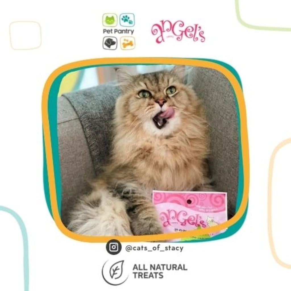 Healthy Cat Treat Made from Wild Alaskan Salmon