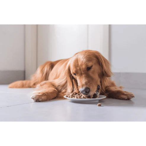 Kooky Kibble Grain-Free Adult Dry Dog Food Starter Kit (200g)